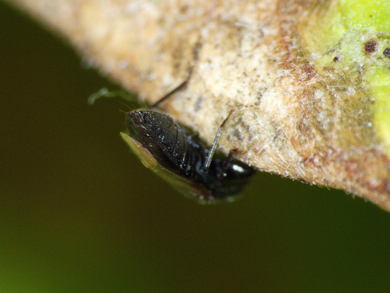 Plinthisus longicollis Fieber, 1861